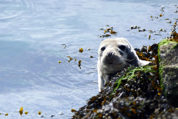 Seals at Hopes Nose